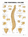 Human Vertebral Column Anatomical Chart